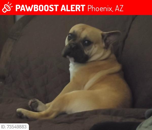 Lost Male Dog last seen Thunder bird and 19 ave, Phoenix, AZ 85029