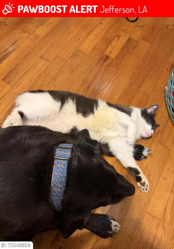 Lost Female Cat last seen Jefferson and William, Jefferson, LA 70121