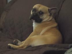 Lost Male Dog last seen Thunder bird and 19 ave, Phoenix, AZ 85029