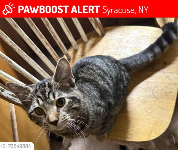 Lost Male Cat last seen Oakwood, Syracuse, NY 13202