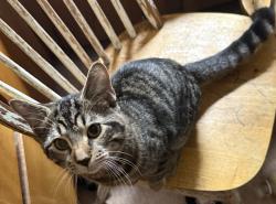 Lost Male Cat last seen Oakwood, Syracuse, NY 13202