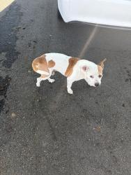 Found/Stray Unknown Dog last seen 17th Street and Towner, Santa Ana, CA 92706