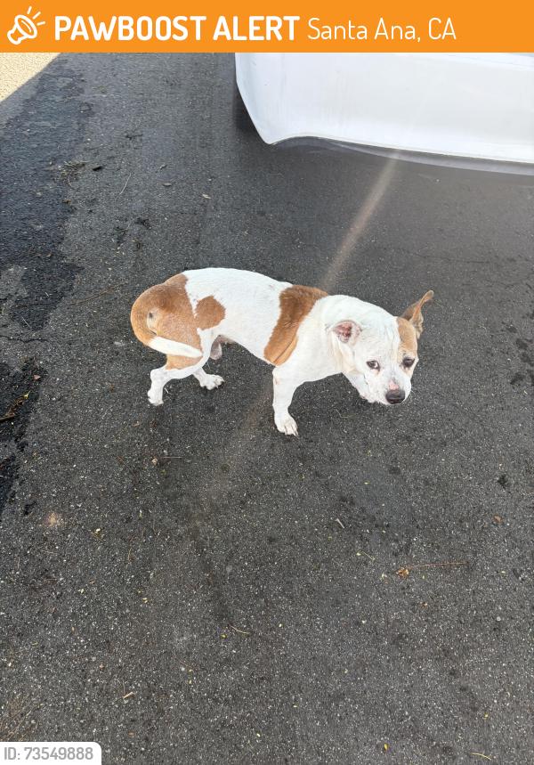 Found/Stray Unknown Dog last seen 17th Street and Towner, Santa Ana, CA 92706
