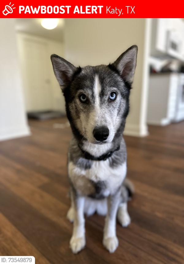 Lost Female Dog last seen Old Greenhouse road, West Houston Boat & RV storage, Katy, TX 77449
