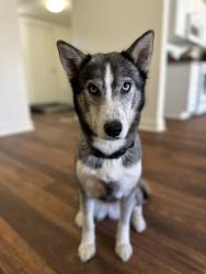 Lost Female Dog last seen Old Greenhouse road, West Houston Boat & RV storage, Katy, TX 77449