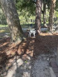 Found/Stray Male Dog last seen Aesops Park, Tavares, FL 32778