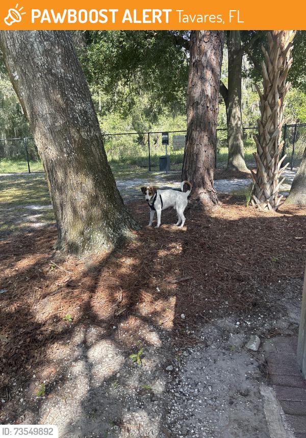 Found/Stray Male Dog last seen Aesops Park, Tavares, FL 32778