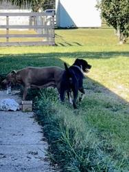 Reunited Female Dog last seen Gunter rd, Northwest Pensacola, FL 32526