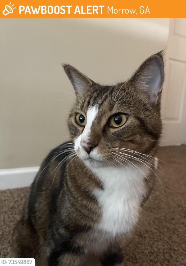 Found/Stray Male Cat last seen Found at Panda Express in Morrow, GA, Morrow, GA 30260