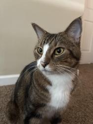 Found/Stray Male Cat last seen Found at Panda Express in Morrow, GA, Morrow, GA 30260