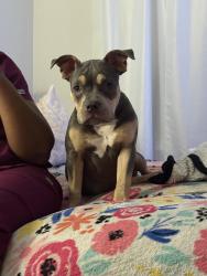 Lost Female Dog last seen Argonne and Lafayette, Norfolk, VA 23509