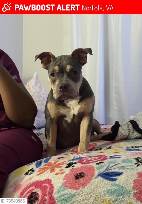 Lost Female Dog last seen Argonne and Lafayette, Norfolk, VA 23509