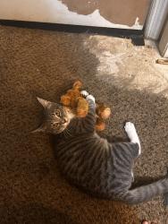 Reunited Male Cat last seen The apmt hillside square, Gainesville, GA 30504