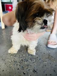 Found/Stray Female Dog last seen Woodspring Forest Dr, Houston, TX 77345