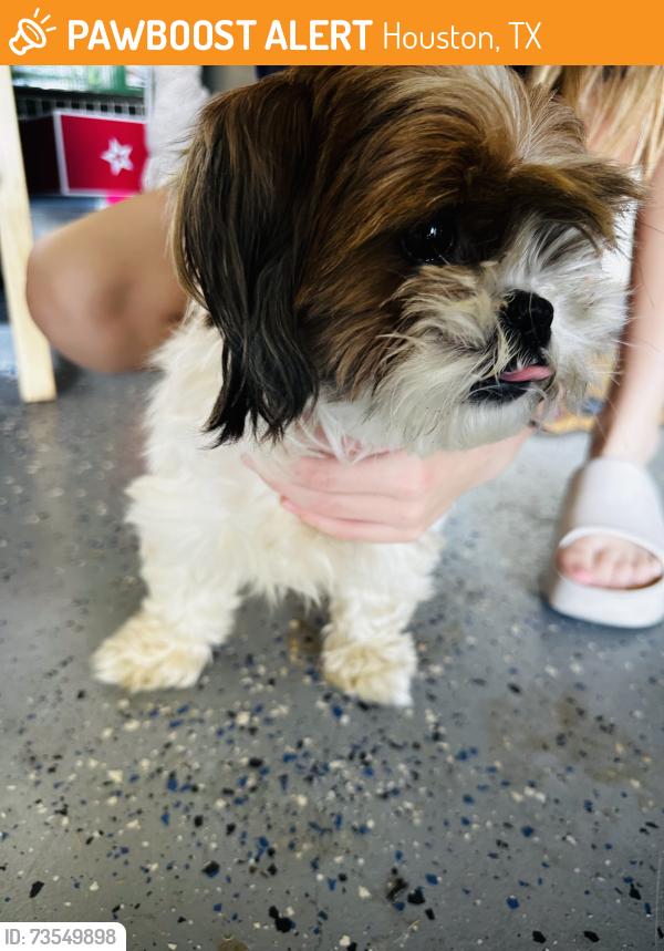 Found/Stray Female Dog last seen Woodspring Forest Dr, Houston, TX 77345