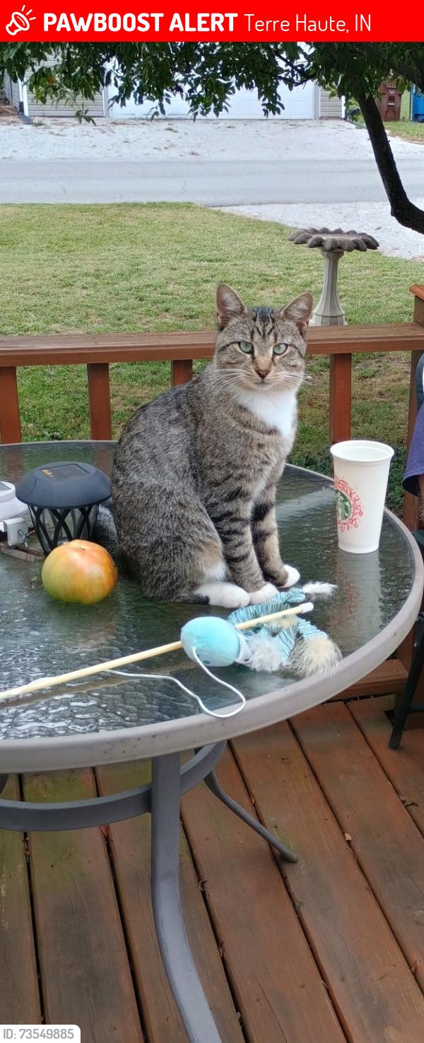 Lost Male Cat last seen 19th and Clay Ave, Terre Haute, IN 47805