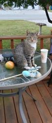 Lost Male Cat last seen 19th and Clay Ave, Terre Haute, IN 47805