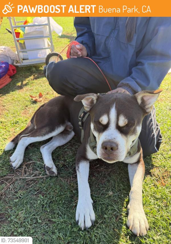 Found/Stray Male Dog last seen Boiserranc Park, Buena Park, CA 90620