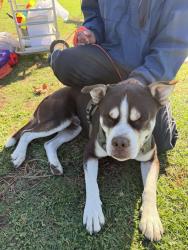 Found/Stray Male Dog last seen Boiserranc Park, Buena Park, CA 90620