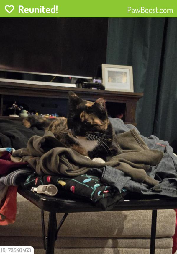 Reunited Female Cat last seen 91st and Aspen, Broken Arrow, OK 74012