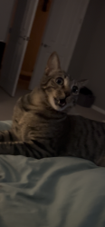 Reunited Male Cat last seen Gainey club drive, Scottsdale, AZ 85258