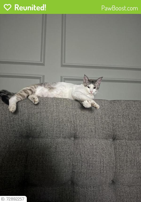 Reunited Male Cat last seen Sims rd, Oak Grove, MN 55011