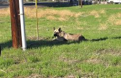 Found/Stray Unknown Dog last seen Corner Stanford and Acacia, East Hemet, CA 92544