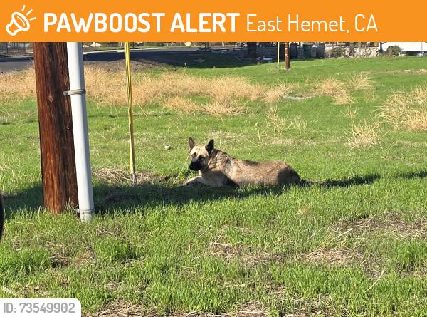 Found/Stray Unknown Dog last seen Corner Stanford and Acacia, East Hemet, CA 92544