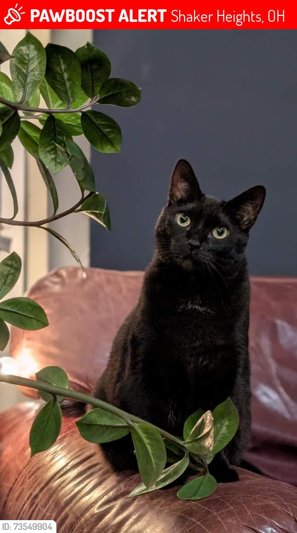Lost Female Cat last seen Rolliston and Lomond, Shaker Heights, OH 44120