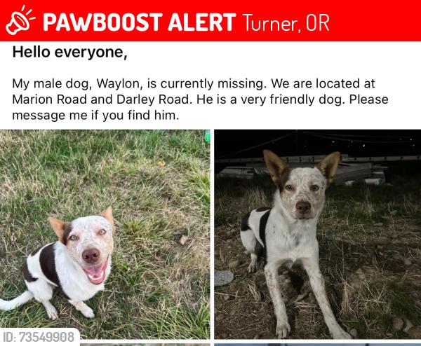 Lost Male Dog last seen Marion Rd and Darley rd Turner,OR, Turner, OR 97392