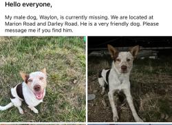 Lost Male Dog last seen Marion Rd and Darley rd Turner,OR, Turner, OR 97392