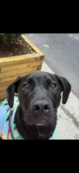 Reunited Male Dog last seen Elizabeth Street & East Houston Street, New York, NY 10012