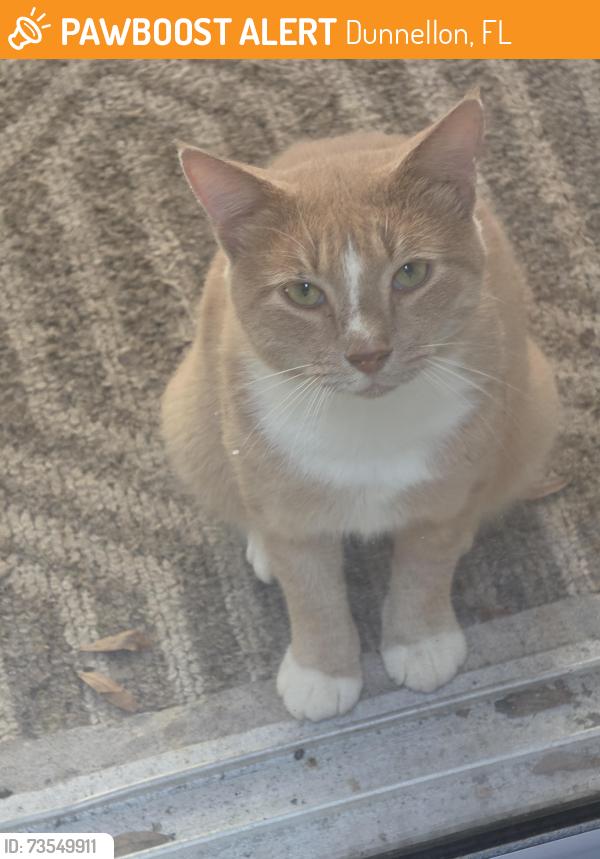 Found/Stray Male Cat last seen 187th Avenue and 77th Place Road, Dunnellon, FL 34432
