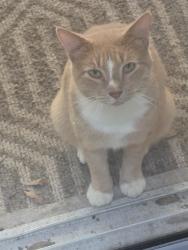 Found/Stray Male Cat last seen 187th Avenue and 77th Place Road, Dunnellon, FL 34432
