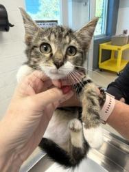 Shelter Stray Male Cat last seen BURLINGTON AC, 221 Stone Quarry Rd, Burlington, NC 27217, USA