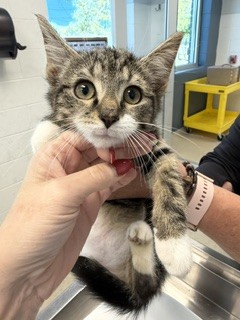 Shelter Stray Male Cat last seen BURLINGTON AC, 221 Stone Quarry Rd, Burlington, NC 27217, USA