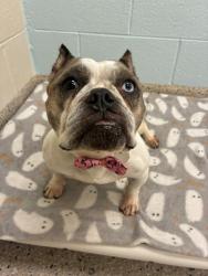 Shelter Stray Female Dog last seen 95TH AND PECOS ST, 12155 Park Blvd, Brighton, CO 80601, USA