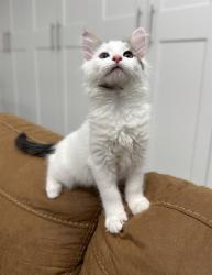 Shelter Stray Male Cat last seen RED WILLOW ST & CANDLE WOOD WAY, 2127 Front St, Sacramento, CA 95818, USA