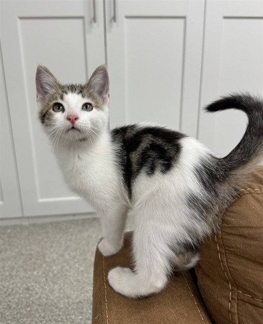 Shelter Stray Male Cat last seen RED WILLOW ST & CANDLE WOOD WAY, 2127 Front St, Sacramento, CA 95818, USA