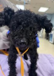 Shelter Stray Male Dog last seen Near BLOCK CAMINO REAL, JURUPA VALLEY, CA, 6851 Van Buren Boulevard, Jurupa Valley, CA 92509, USA
