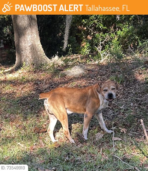 Found/Stray Male Dog last seen Mondon Way, Tallahassee, FL 32309