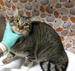 Shelter Stray Male Cat last seen Near BLOCK DUSK LN, EASTVALE, CA 91752, 6851 Van Buren Boulevard, Jurupa Valley, CA 92509, USA