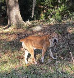 Found/Stray Male Dog last seen Mondon Way, Tallahassee, FL 32309