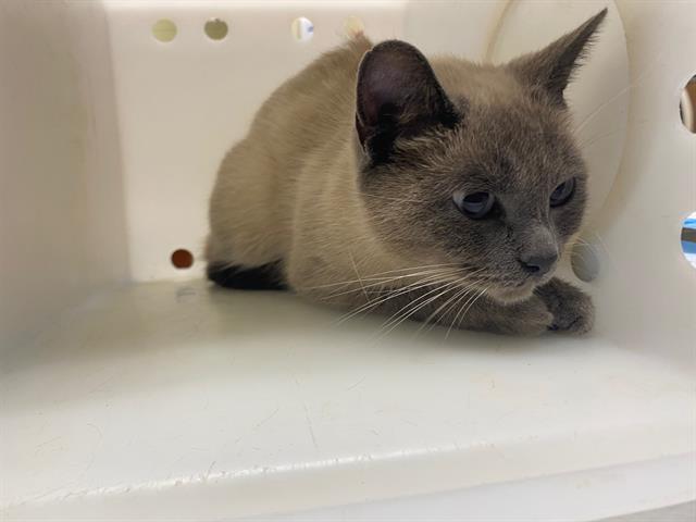 Shelter Stray Female Cat last seen Near BLOCK N 16TH ST, 3839 W Burnham St, West Milwaukee, WI 53215, USA