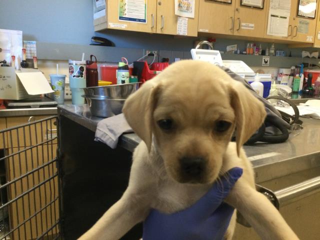 Shelter Stray Male Dog last seen Near BLOCK RIO LINDA RD, TEMECULA CA, 6851 Van Buren Boulevard, Jurupa Valley, CA 92509, USA