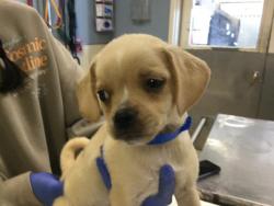 Shelter Stray Male Dog last seen Near BLOCK RIO LINDA RD, TEMECULA CA, 6851 Van Buren Boulevard, Jurupa Valley, CA 92509, USA
