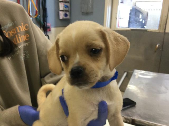 Shelter Stray Male Dog last seen Near BLOCK RIO LINDA RD, TEMECULA CA, 6851 Van Buren Boulevard, Jurupa Valley, CA 92509, USA