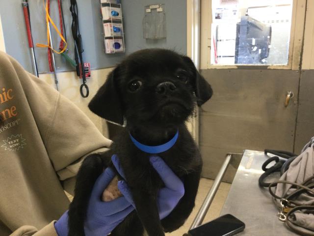 Shelter Stray Male Dog last seen Near BLOCK RIO LINDA RD, TEMECULA CA, 6851 Van Buren Boulevard, Jurupa Valley, CA 92509, USA