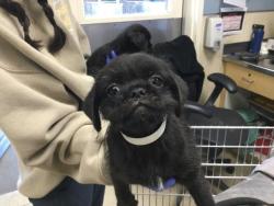 Shelter Stray Female Dog last seen Near BLOCK RIO LINDA RD, TEMECULA CA, 6851 Van Buren Boulevard, Jurupa Valley, CA 92509, USA