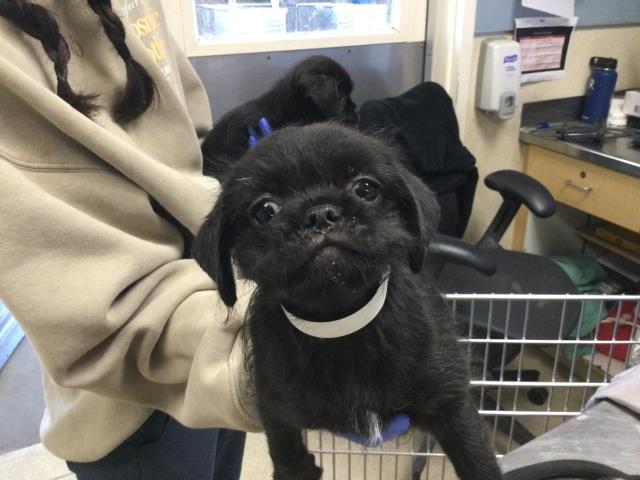 Shelter Stray Female Dog last seen Near BLOCK RIO LINDA RD, TEMECULA CA, 6851 Van Buren Boulevard, Jurupa Valley, CA 92509, USA